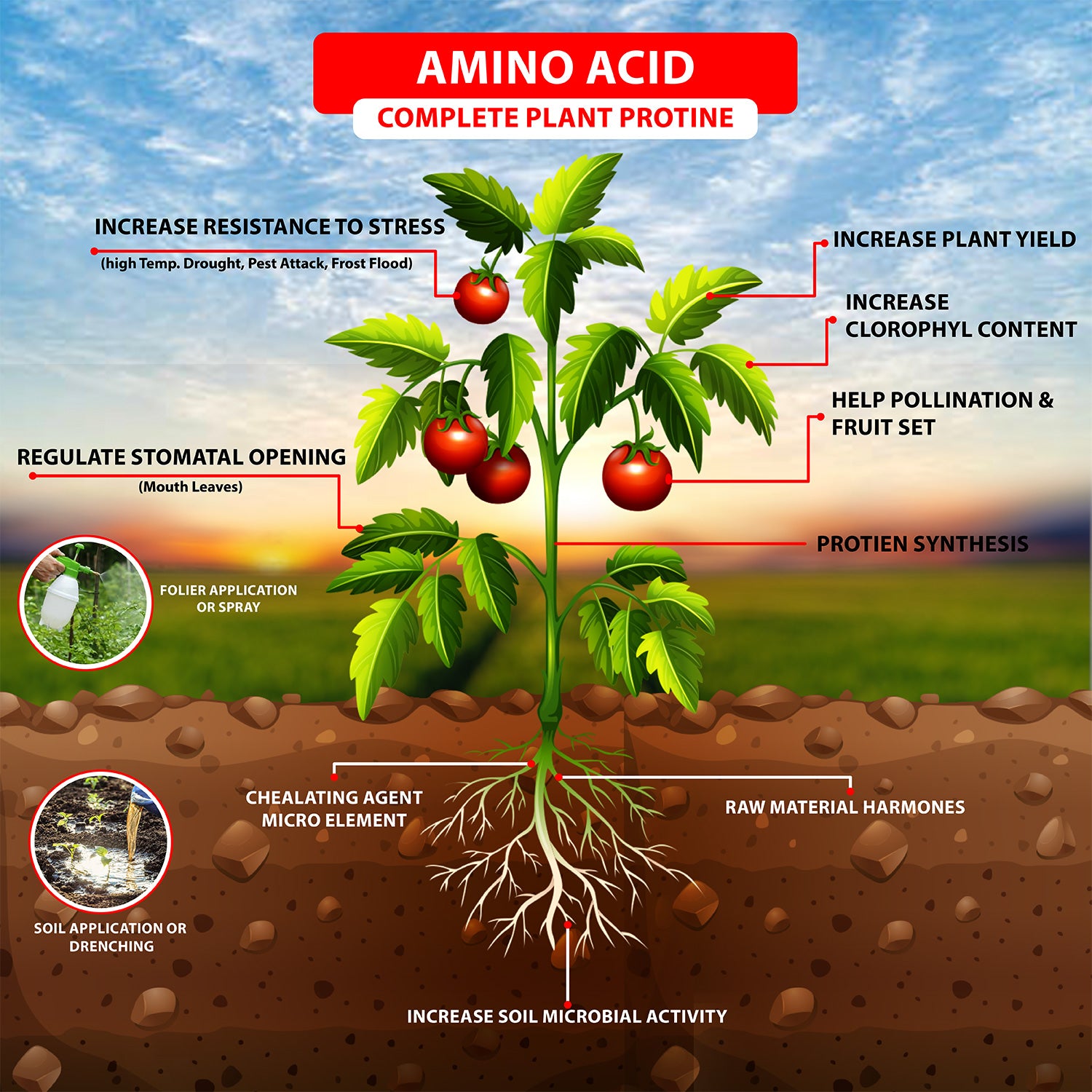 Amino Acid In plants