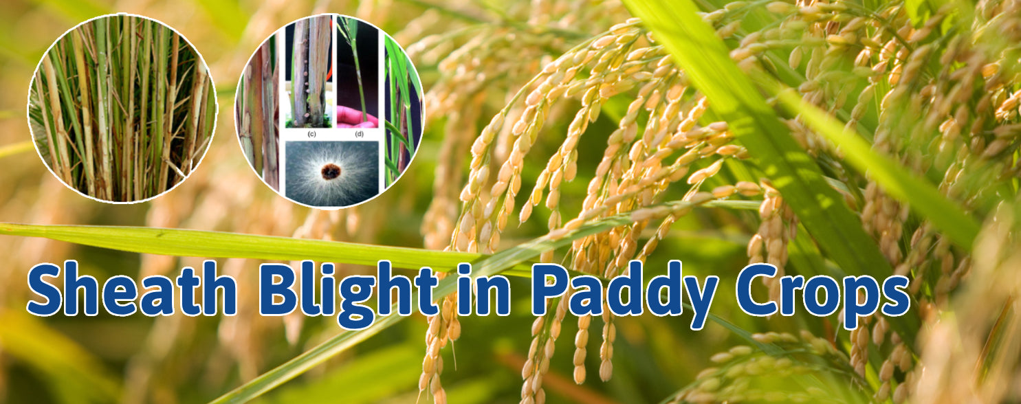 Sheath Blight in Paddy Crops: Symptoms, Causes, Management Strategies