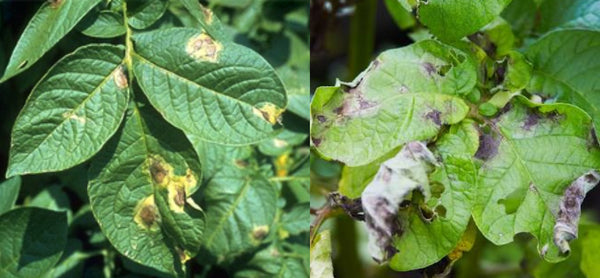 Potato Blight