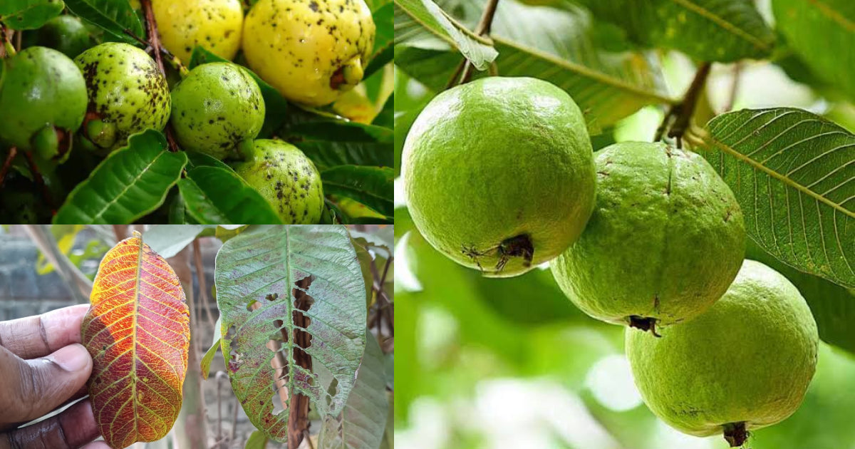 Disease Management in Guava