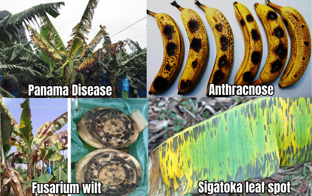 Common Banana Diseases