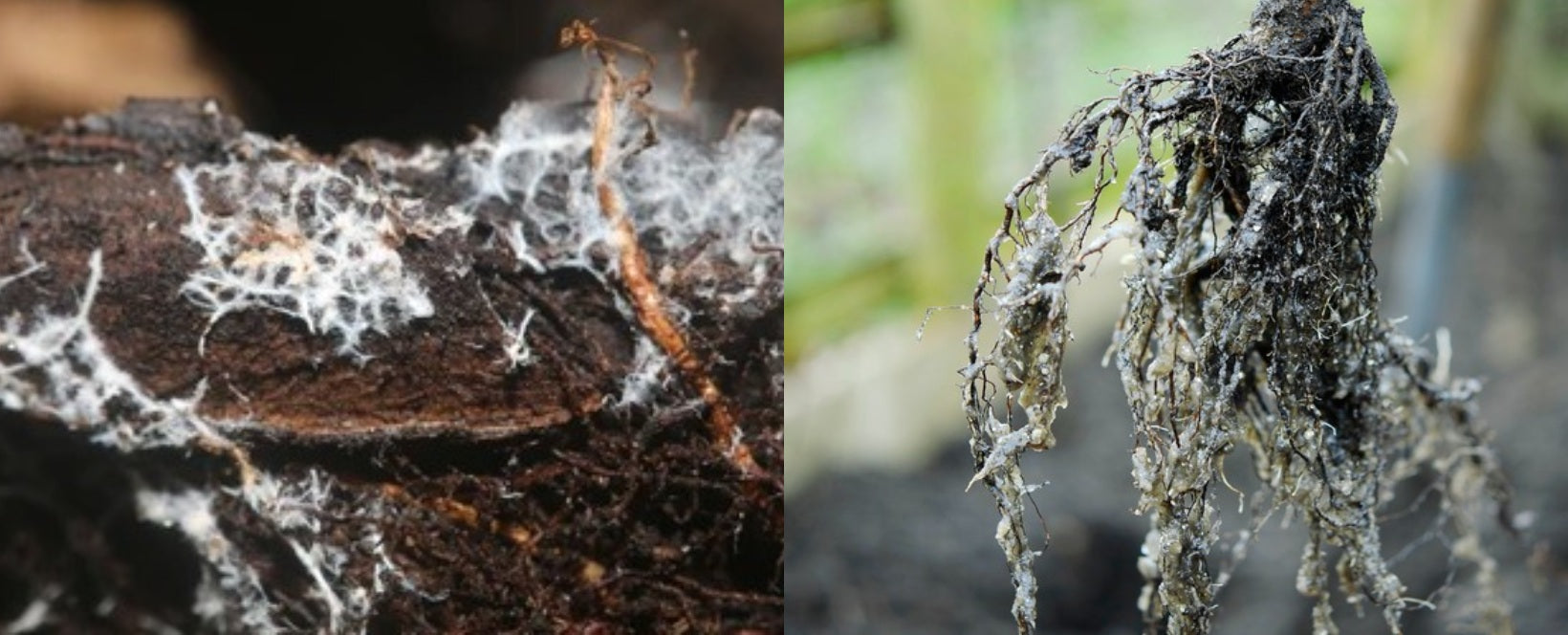 Mycorrhizae in Plants