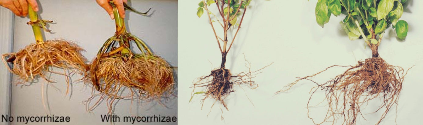mycorrhizae in plants Roots