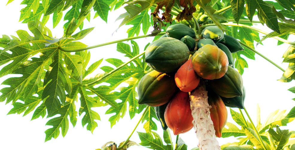 How to Grow Papaya Trees
