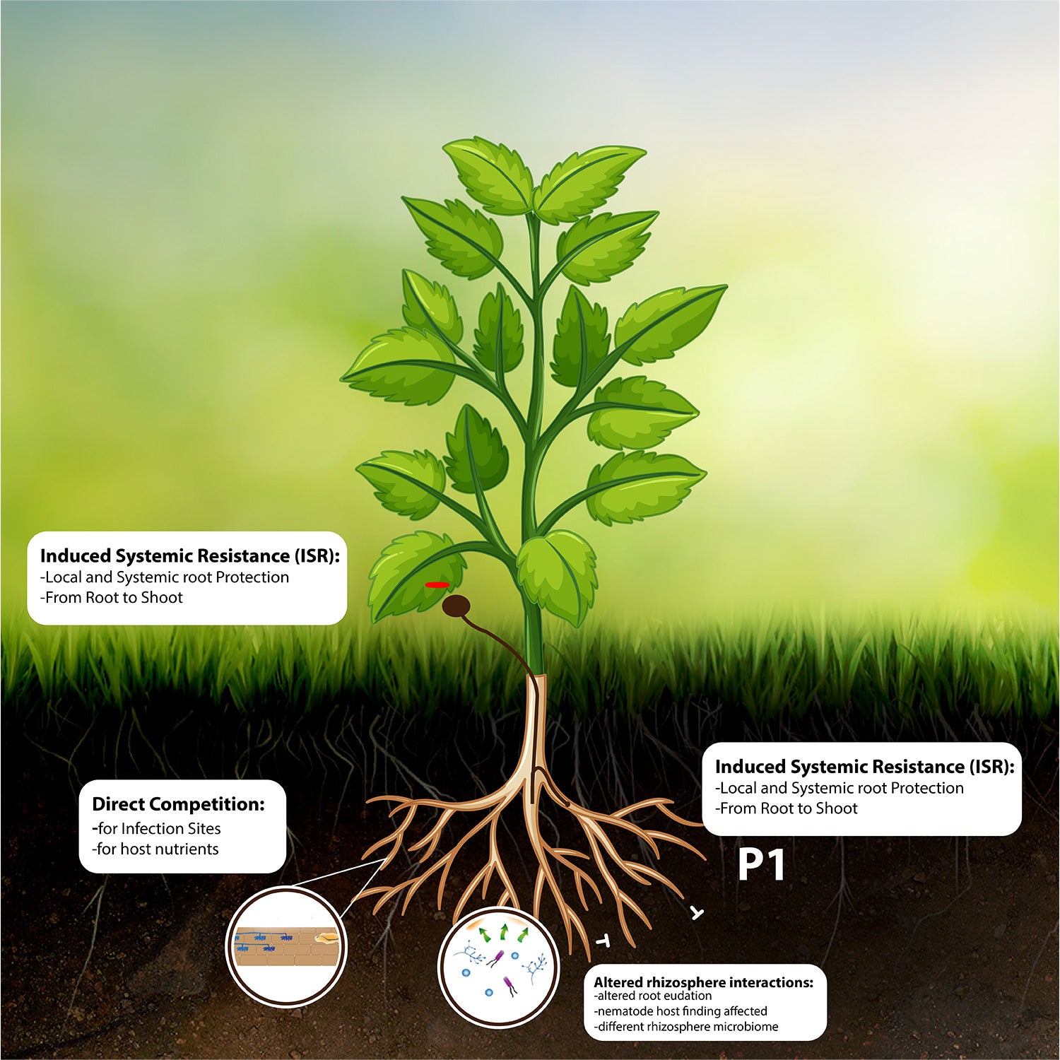 Nematodes features