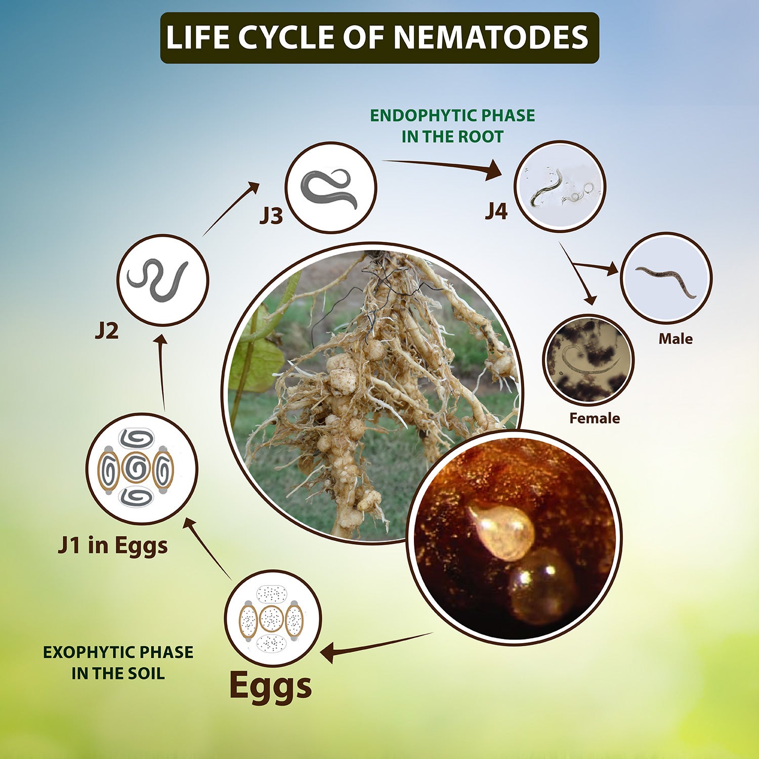 Life Cycle of Nematodes