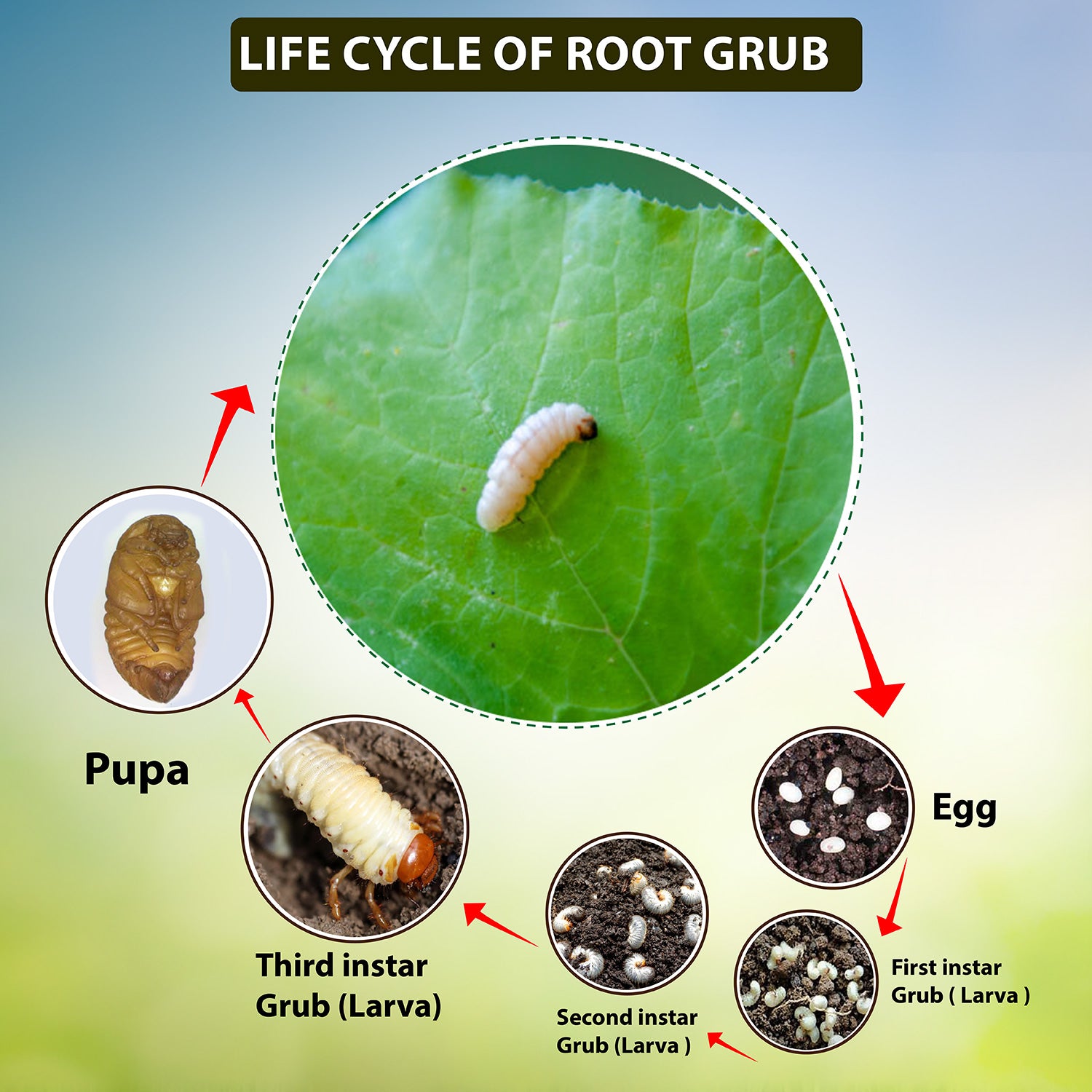 White Root Grubs: Identification and Effective Control Methods