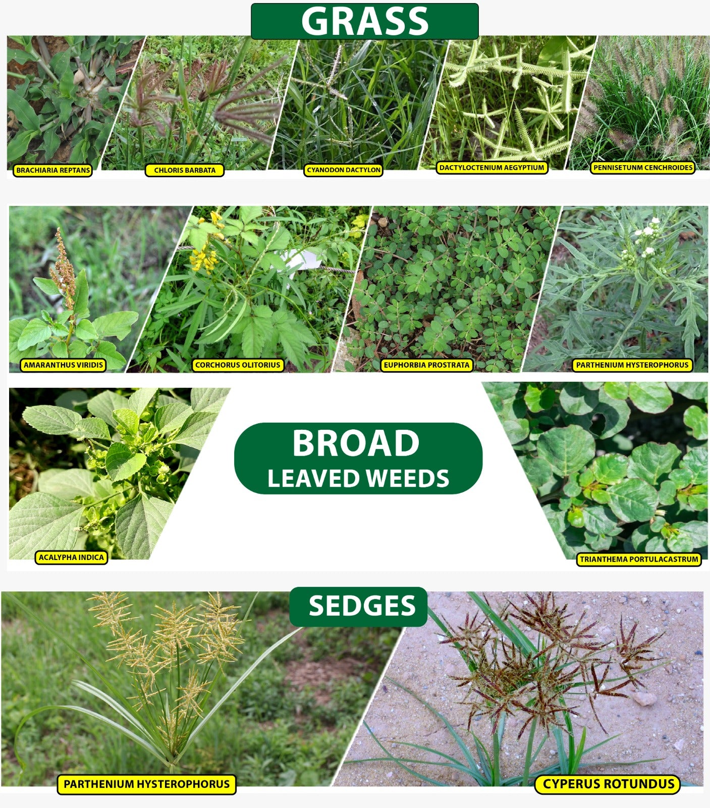 Weeds in Maize Crop