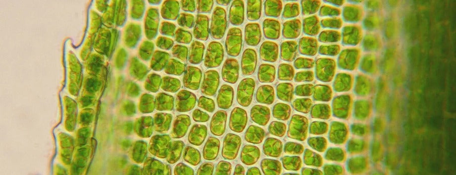 Silicon in plants