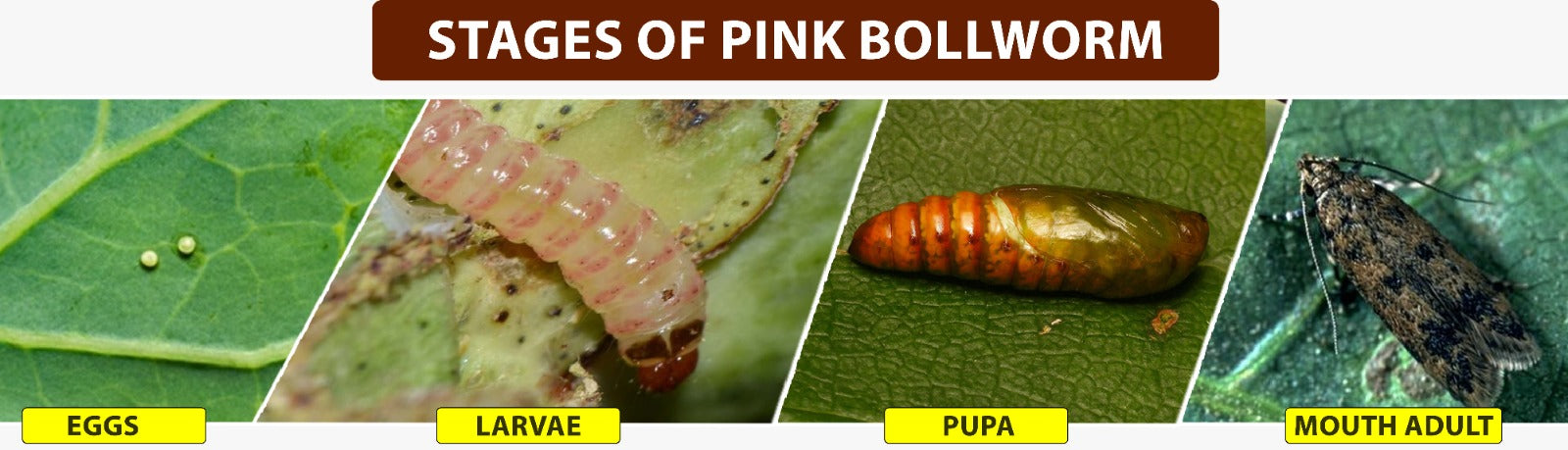 Life Stage of Pink Bollworm