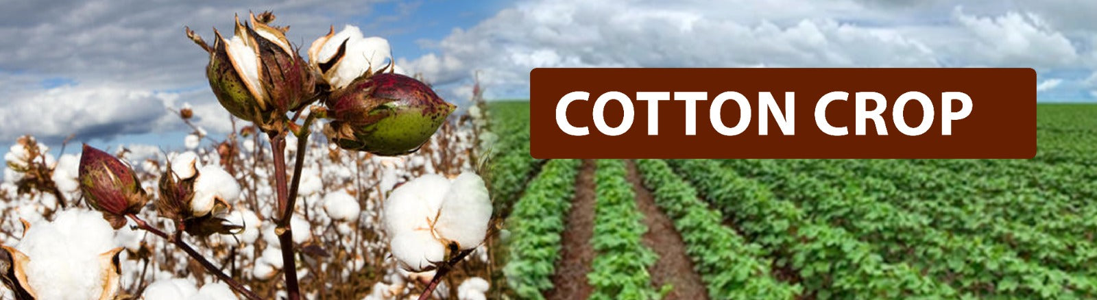 Cotton Farming and Pink Bollworm Attack