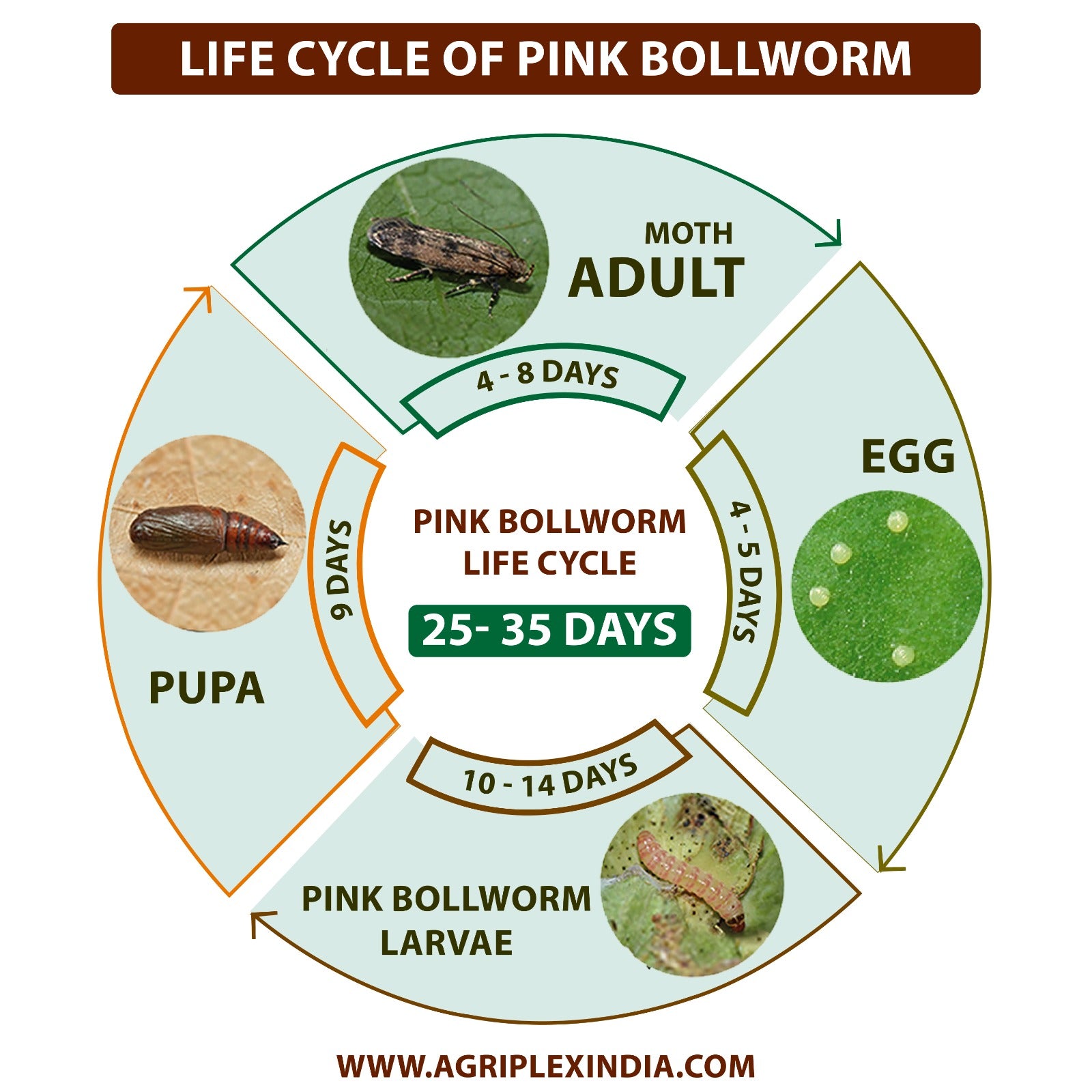 Life Cycle of Pink Bollworm