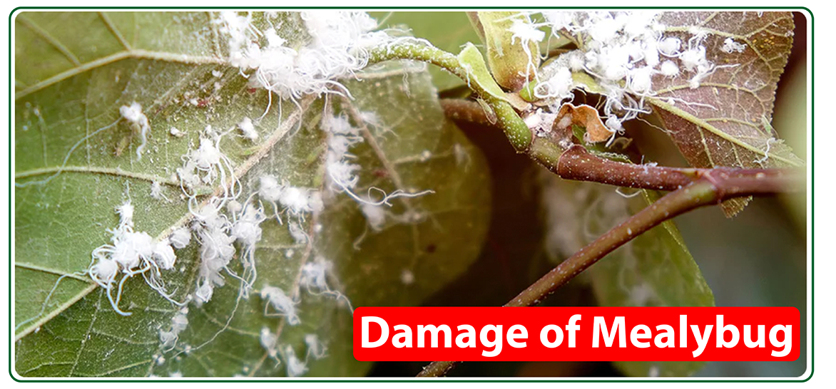 Damaged Plant Mealy Bug