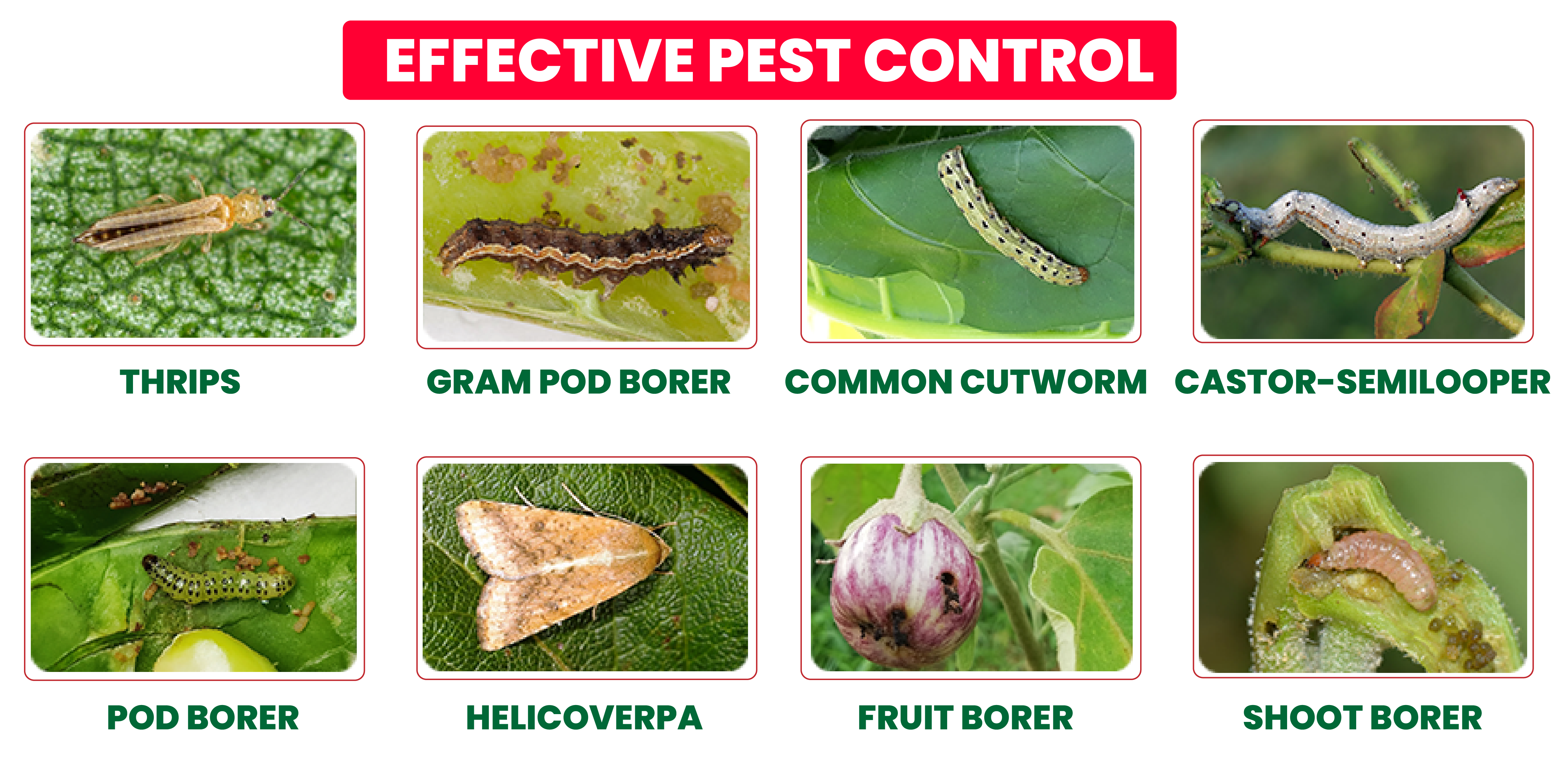 Effective Pest Control
