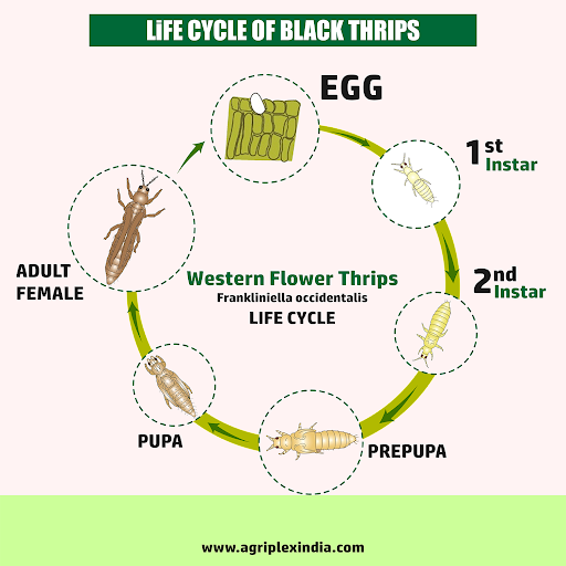 Life Cycle of Black Thrips In Chilli