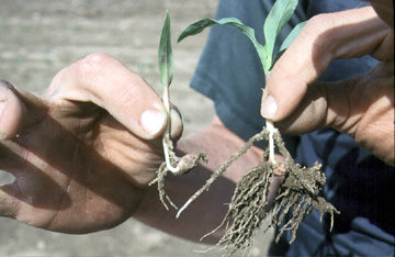 White Root Grubs damage on plants