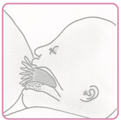 Korrekte Position der Brustwarze im Mund des Babys