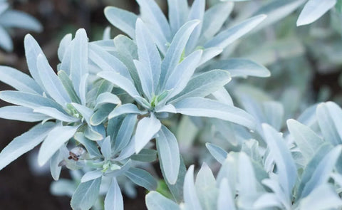 Salvia Blanca para Quemar, Incienso Californiana