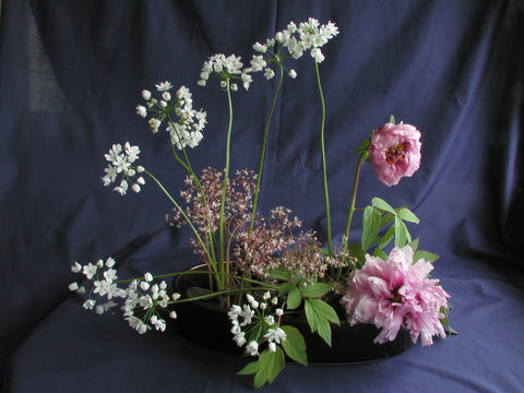 Moribana style Ikebana in suiban with small white flowers and large pink carnation-like flowers and green leaves.