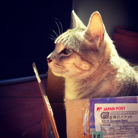 Silver tabby sitting in a box marked with a label that reads "Japan Post".