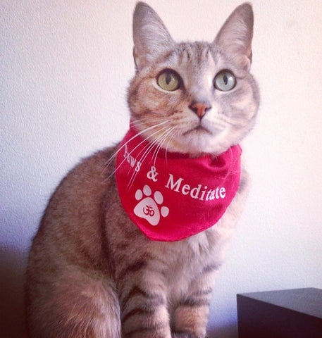 Silver tabby with green eyes wearing a red bandanna with text that reads "Paws and Meditate". 