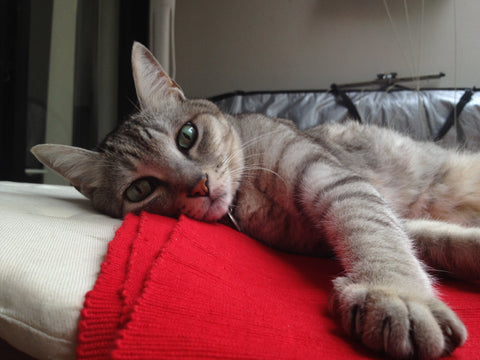 Relaxed silver tabby with front paw outstretched.