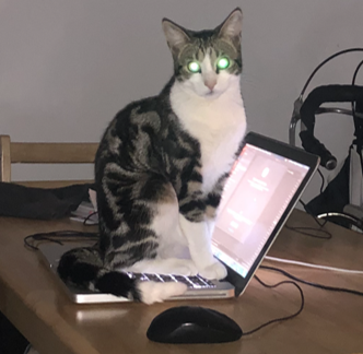A photo of Baz, a stripy kitten, sitting on a laptop.