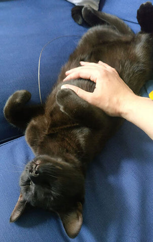 Sleek black kitten Olive looks blissfully happy while receiving tummy rubs from Laura.