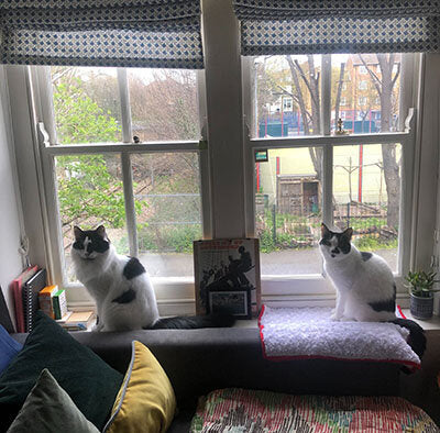 Cats sitting on a windowsill. Rod and Cass practise social distancing while observing goings-on in the street.