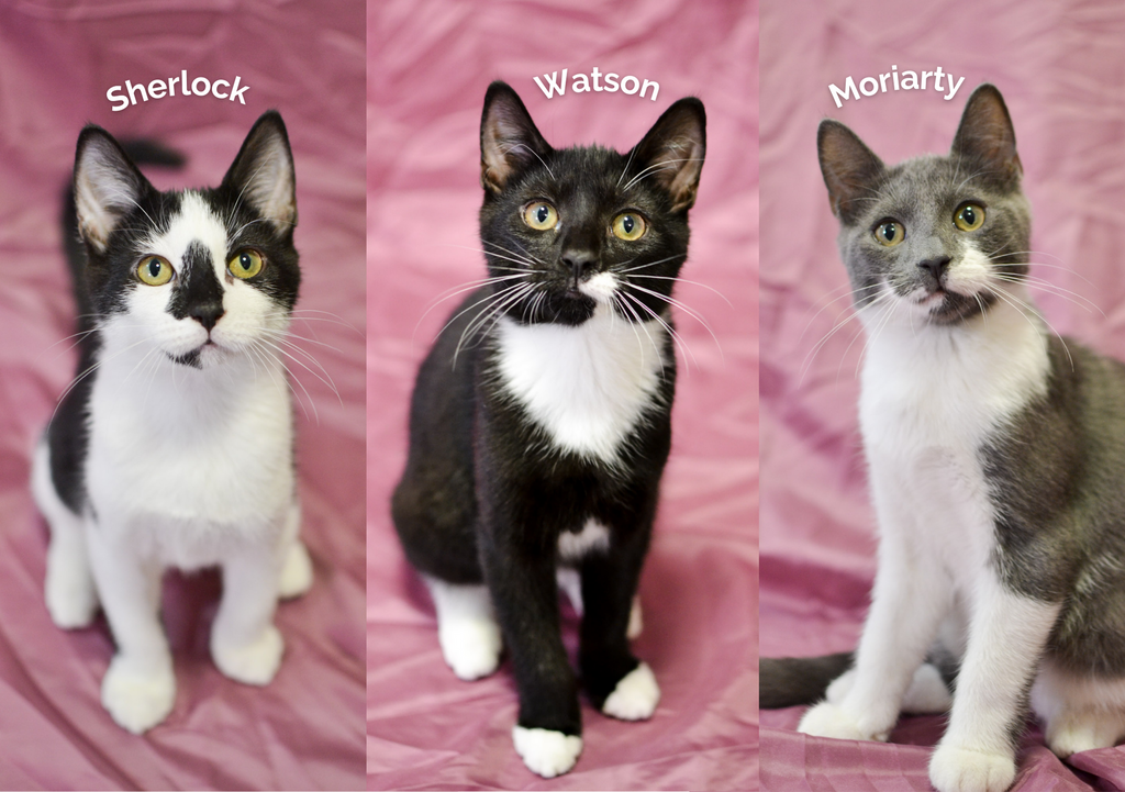 Cat cafe kittens at Lady Dinah's Cat Emporium. Black and white kitten, tuxedo kitten and grey and white kitten.