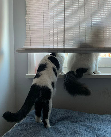 Cats looking out of a window. We see Rodney's silhouette against the blinds as Cass stands on her back legs to see what he sees.