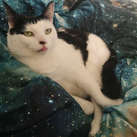 Blep! Wendy gets cosy on Amy's duvet and sticks her little pink tongue out.