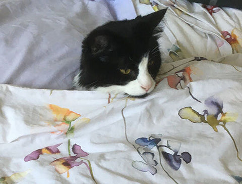 Del Boy the fluffy black and white cat lies in bed like a human being. The duvet is tucked up under his chin and he looks indignant, as though he's annoyed due to being woken up.