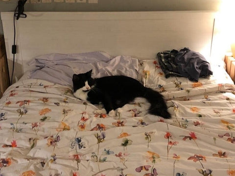 Del Boy, a fluffy black and white cat, gets comfortable on Anneli's floral bedspread.