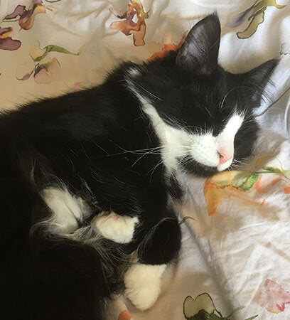 Del Boy snoozes on Anneli's bed. He is mostly black with some white features, like his white muzzle and paws.