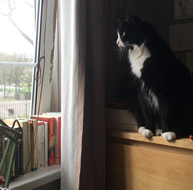 Del Boy the fluffy black cat sit on a chest of drawers and looks out of the window.
