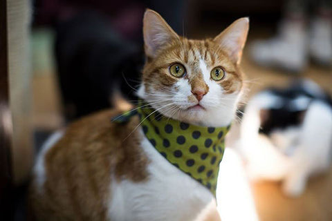 A handsome ginger tomcat wearing a spotted green bandanna.