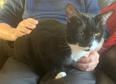 Dorian is a lap-cat and benefits from receiving lots of affection.
