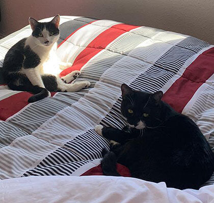 Cat sisters Dorian and Salome relax on a bed together.