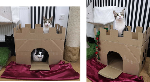 At Lady Dinah's Cat Emporium, three cats enjoy the cardboard castle. Baz is the king and sits at the top.