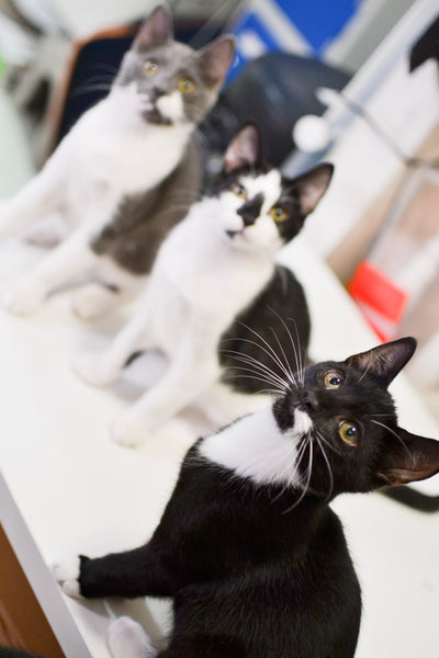 Three kittens at Lady Dinah's Cat Emporium. A tuxedo kitten, a black and white kitten, a grey and white kitten.