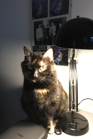Kit the cat! A tortoiseshell cat sits next to a lamp.