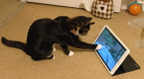 Tortie kitten Estella uses her paw to prod the screen of an iPad showing bird videos.