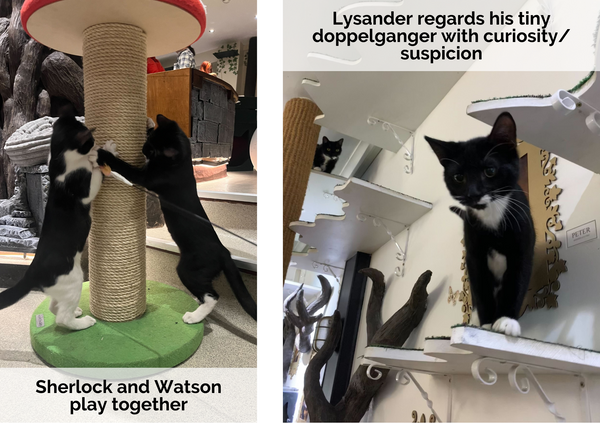 Tuxedo cat Lysander looks a lot like tuxedo kitten Watson at Lady Dinah's Cat Emporium in London