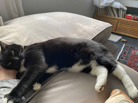 Lizzie, a tuxedo cat, enjoys a head rub from a human companion.