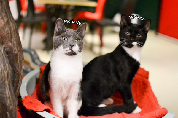 Moriarty and Watson, two rescue kittens at Lady Dinah's Cat Emporium cat cafe, sit in a cat bed together.