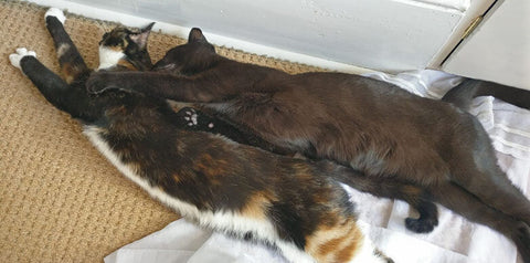 Young cats Estella and Olive stretch out together and cuddle each other.