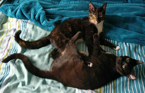 Olive, a black kitten, and Estella, a tortie kitten, play with each other on a bed.