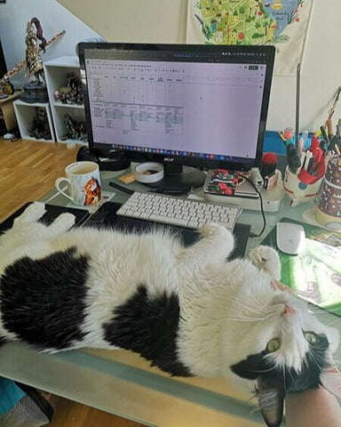 Peter, a fluffy black a white cat, lies across Amy's desk. He must be admired!