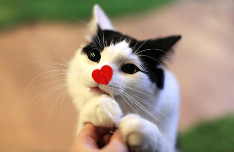 A fluffy black and white cat named Peter grabs at a Valentine's Day decoration - a toothpick with a paper love heart attached to one end.
